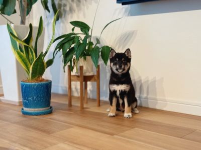 はしまして、六砥（りくと）です！