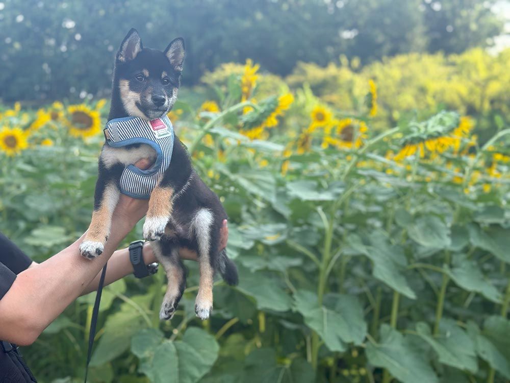 町田薬師池公園 四季彩の杜 西園