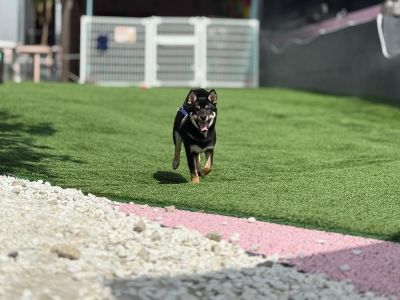 CHIRO&PERO HOT DOG RUN