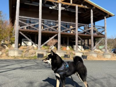 やまびこ｜伊豆・修善寺の手打ちそばの店