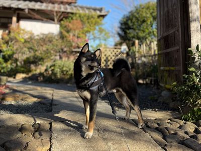 茶庵 芙蓉 (ちゃあん ふよう)