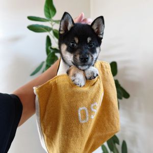 六砥ギャラリー 自宅フォト