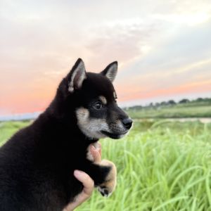 六砥ギャラリー 散歩フォト