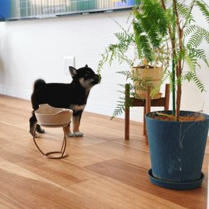 六砥ギャラリー 自宅フォト