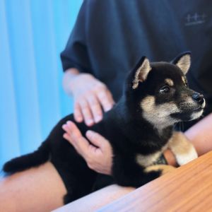 六砥ギャラリー 自宅フォト