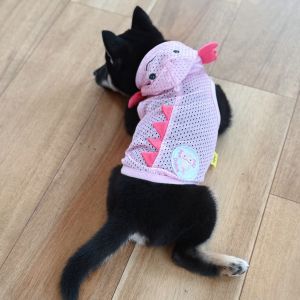 六砥ギャラリー 自宅フォト