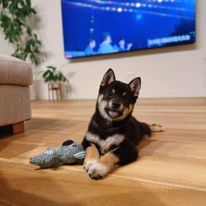 六砥ギャラリー 自宅フォト