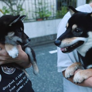 六砥ギャラリー 散歩フォト