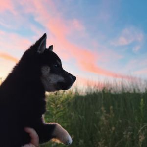 六砥ギャラリー 散歩フォト