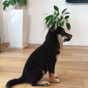 六砥ギャラリー 自宅フォト