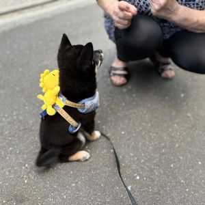 六砥ギャラリー 散歩フォト