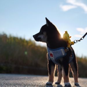 六砥ギャラリー 散歩フォト