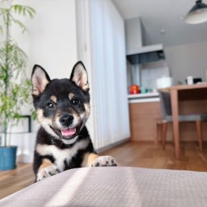 六砥ギャラリー 自宅フォト