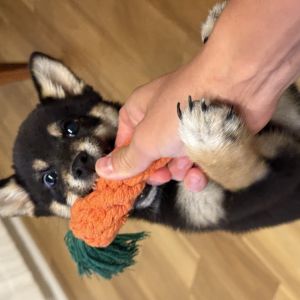 六砥ギャラリー 自宅フォト