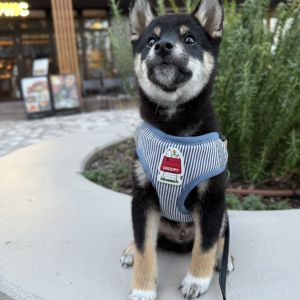 六砥ギャラリー 散歩フォト