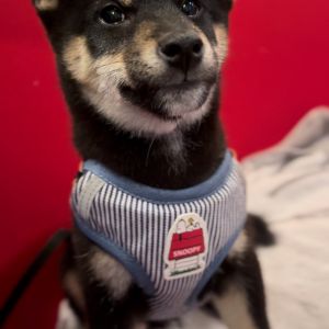 六砥ギャラリー おでかけフォト