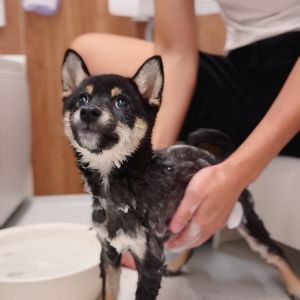 六砥ギャラリー 自宅フォト