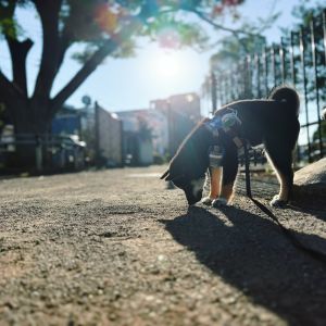 六砥ギャラリー 散歩フォト