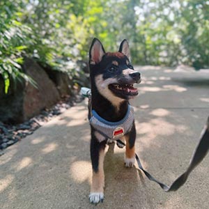 六砥ギャラリー おでかけフォト