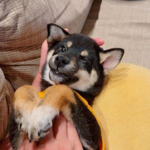 六砥ギャラリー 自宅フォト