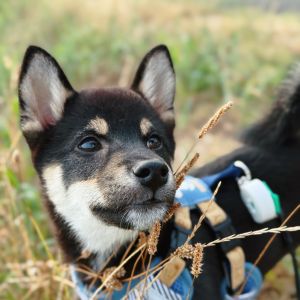 六砥ギャラリー 散歩フォト