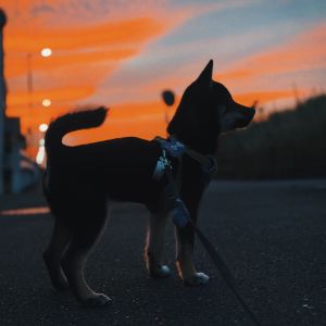 六砥ギャラリー 散歩フォト