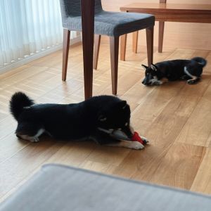 六砥ギャラリー 自宅フォト