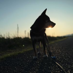 六砥ギャラリー 散歩フォト