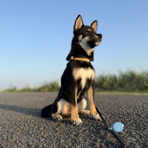 六砥ギャラリー 散歩フォト