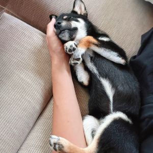 六砥ギャラリー 自宅フォト