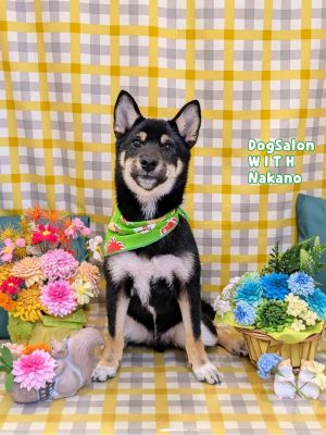 六砥ギャラリー サロンフォト