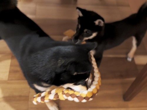 仲良くおもちゃ遊び