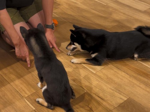 ふせの練習、六砥はできない