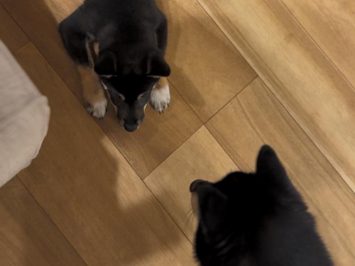 あそんで、あそんで♪