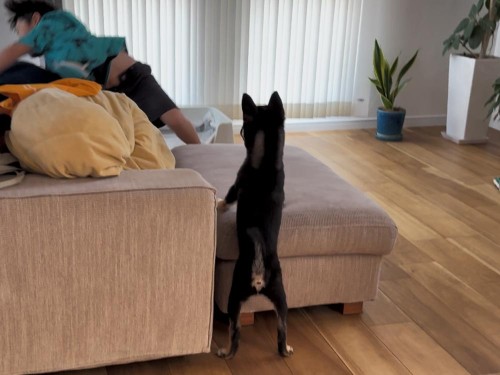 友達の4歳児と鬼ごっこみたいで楽しそう！