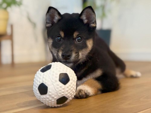 新しいおもちゃ！