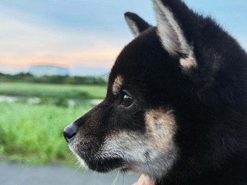 外に出て社会化！