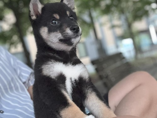 外に出て社会化！