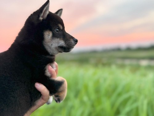 外に出て社会化！