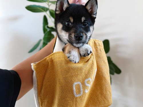 友達が描いてくれました！六砥そっくり！