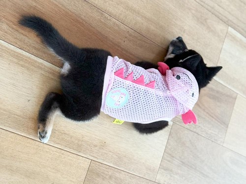 服は苦手みたい…