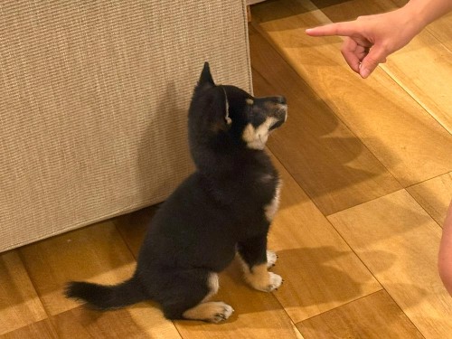 しつけを頑張ってます！