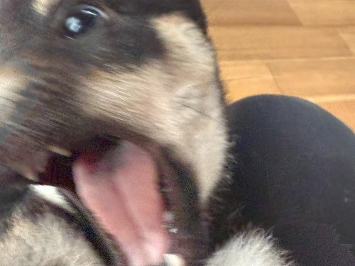 しつけを頑張ってます！