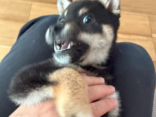 しつけを頑張ってます！