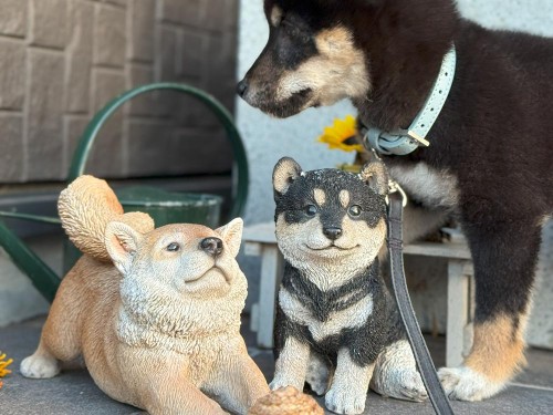 六砥にそっくり！