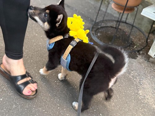 近所のおばちゃん