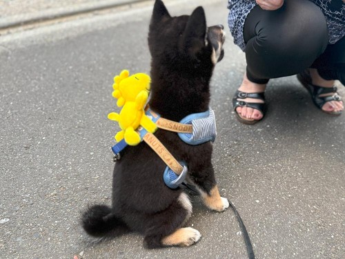 ウッドストック載ってる