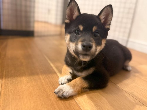 子犬って常に走り回っていたような…。