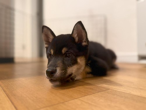 子犬って常に走り回っていたような…。