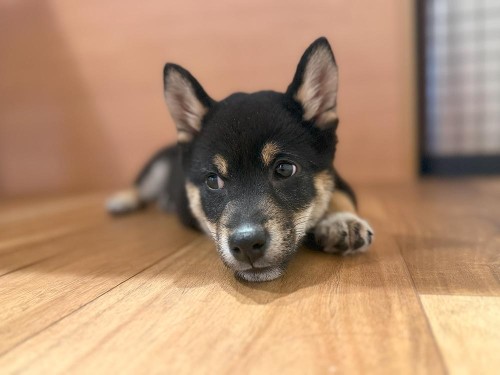 子犬って常に走り回っていたような…。